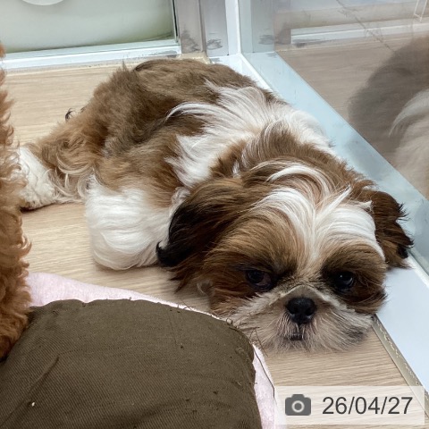 埼玉県のシーズー (ペットプラス 川口店/2026年1月14日生まれ/男の子/ゴールドホワイト)の子犬の3枚目の画像