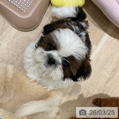 神奈川県のシーズー (ペットプラス モザイクモール港北店/2026年1月14日生まれ/女の子/ゴールドホワイト)の子犬の4枚目の画像