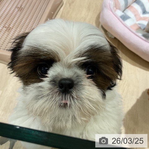 神奈川県のシーズー (ペットプラス モザイクモール港北店/2026年1月14日生まれ/女の子/ゴールドホワイト)の子犬の3枚目の画像