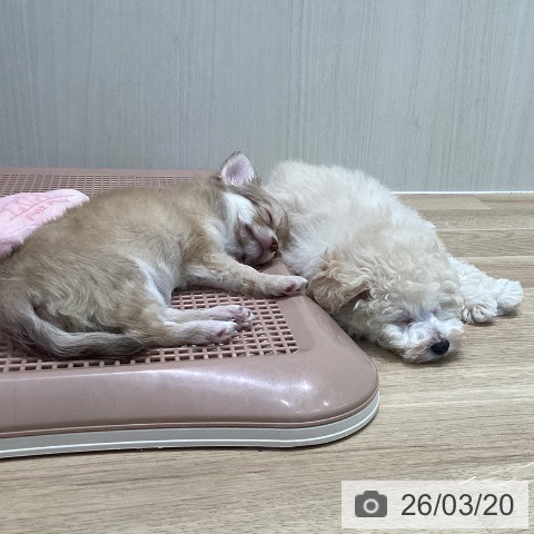 宮城県のトイプードル(トイ) (ペットプラス 仙台泉大沢店/2026年1月13日生まれ/男の子/ホワイト)の子犬の3枚目の画像