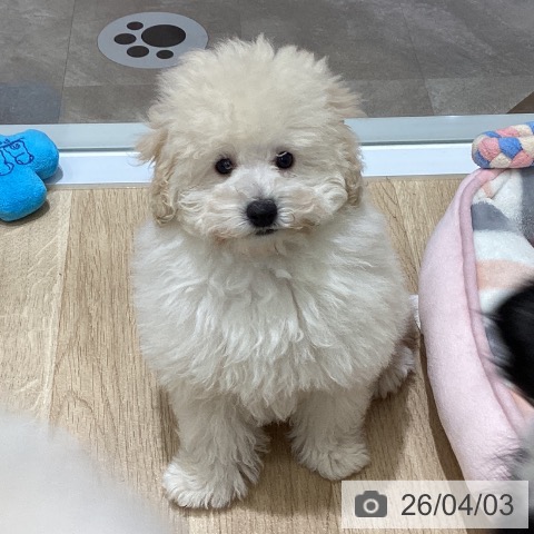 宮城県のトイプードル(トイ) (ペットプラス 名取店/2026年1月13日生まれ/男の子/ホワイト)の子犬の4枚目の画像