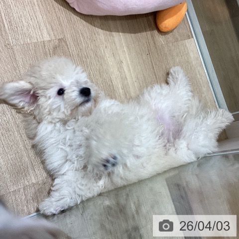 宮城県のトイプードル(トイ) (ペットプラス 名取店/2026年1月13日生まれ/男の子/ホワイト)の子犬の3枚目の画像