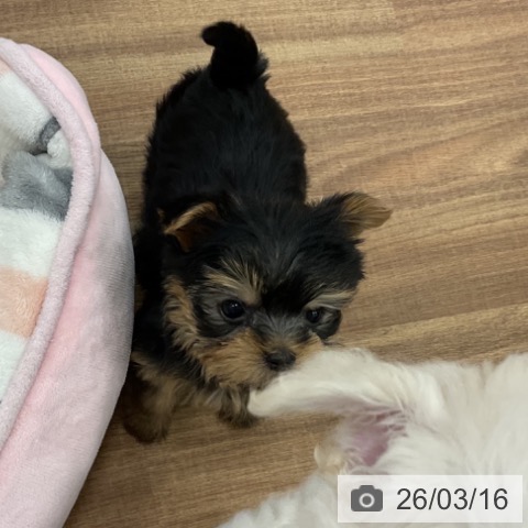 ヨークシャー・テリアの写真