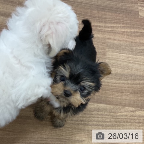 ヨークシャー・テリアの写真