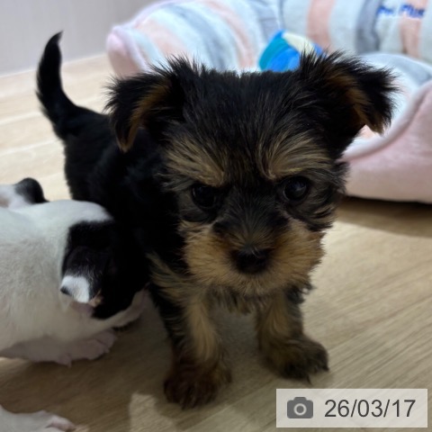 ヨークシャー・テリアの写真