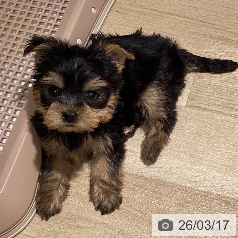 ヨークシャー・テリアの写真