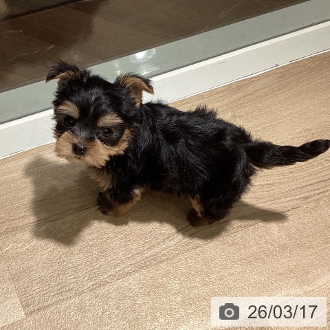 ヨークシャー・テリアの写真