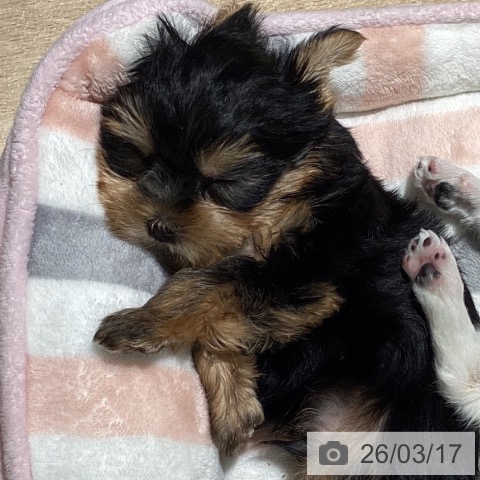 ヨークシャー・テリアの写真