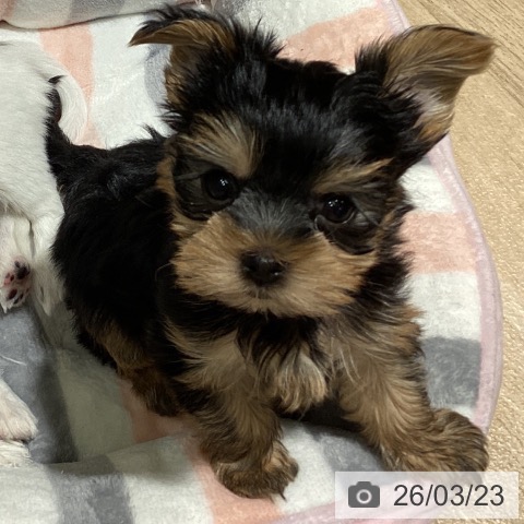 埼玉県のヨークシャーテリア (ペットプラス イオンモール春日部店/2026年1月12日生まれ/男の子/スチールブルータン)の子犬の3枚目の画像