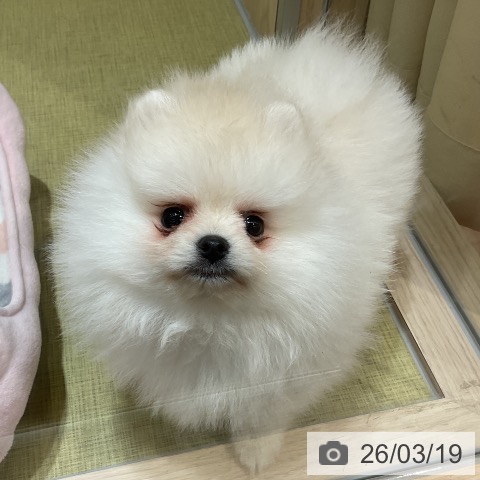 福島県のポメラニアン (ペットプラス イオンタウン郡山店/2026年1月9日生まれ/男の子/クリーム)の子犬の4枚目の画像