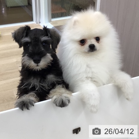 福島県のポメラニアン (ペットプラス イオンタウン郡山店/2026年1月9日生まれ/男の子/クリーム)の子犬の4枚目の画像