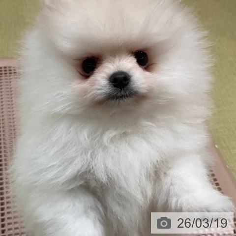 福島県のポメラニアン (ペットプラス イオンタウン郡山店/2026年1月9日生まれ/男の子/クリーム)の子犬の3枚目の画像