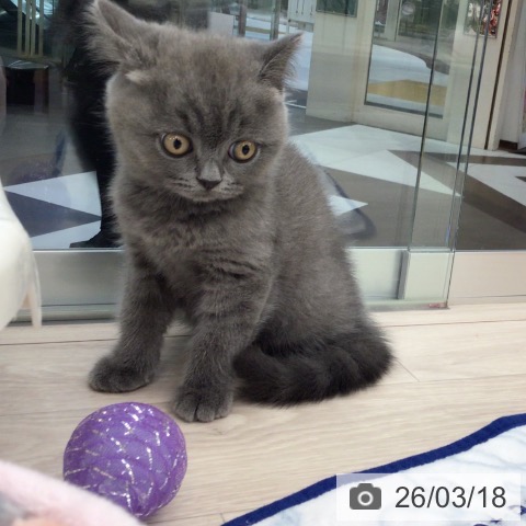 ブリティッシュショートヘアの写真