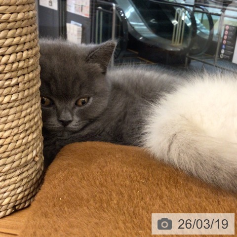 埼玉県のブリティッシュショートヘアー (ペットプラス 浦和美園店/2026年1月13日生まれ/男の子/ブルー)の子猫の3枚目の画像