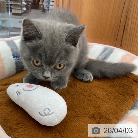 埼玉県のブリティッシュショートヘアー (ペットプラス 浦和美園店/2026年1月13日生まれ/男の子/ブルー)の子猫の3枚目の画像
