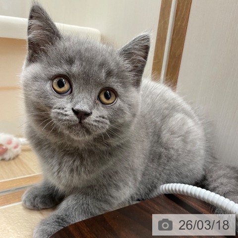 ブリティッシュショートヘアの写真