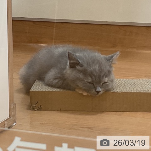 ブリティッシュショートヘアの写真