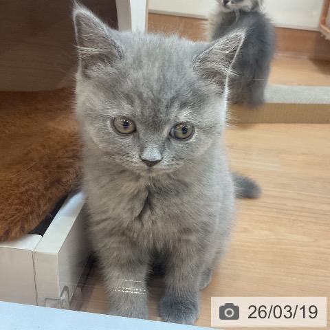 ブリティッシュショートヘアの写真