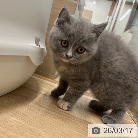 ブリティッシュショートヘアの写真