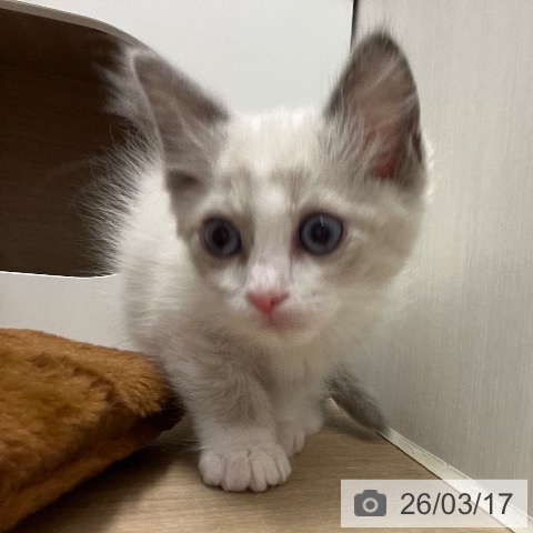 ラグドールの写真