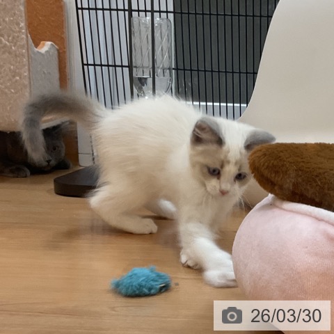 埼玉県のラグドール (ペッツワン 浦和美園店/2026年1月13日生まれ/男の子/ブルーポイントバイカラー)の子猫の4枚目の画像