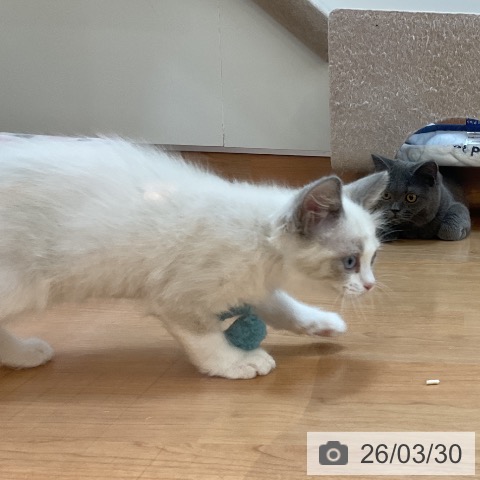 埼玉県のラグドール (ペッツワン 浦和美園店/2026年1月13日生まれ/男の子/ブルーポイントバイカラー)の子猫の3枚目の画像