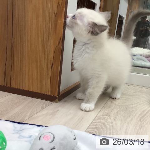 ラグドールの写真