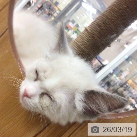 埼玉県のラグドール (ペットプラス 浦和美園店/2026年1月13日生まれ/女の子/ブルーポイントバイカラー)の子猫の3枚目の画像