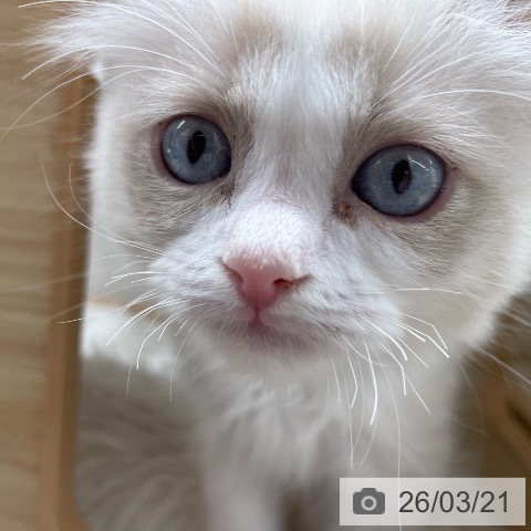 長野県のラグドール (ペットプラス 須坂店/2026年1月13日生まれ/女の子/ブルーポイントバイカラー)の子猫の4枚目の画像