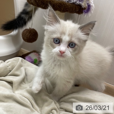 長野県のラグドール (ペットプラス 須坂店/2026年1月13日生まれ/女の子/ブルーポイントバイカラー)の子猫の3枚目の画像
