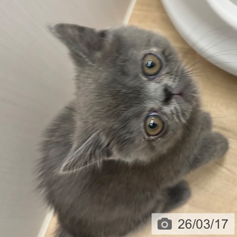 エキゾチックの写真