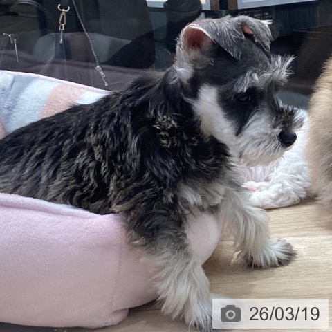 ミニチュア・シュナウザーの写真