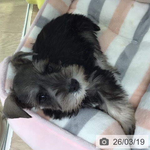 東京都のミニチュアシュナウザー (ペットプラス 多摩平の森店/2026年1月13日生まれ/男の子/ソルトペッパー)の子犬の4枚目の画像