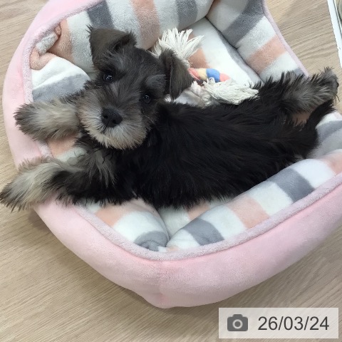 東京都のミニチュアシュナウザー (ペットプラス 多摩平の森店/2026年1月13日生まれ/男の子/ソルトペッパー)の子犬の3枚目の画像