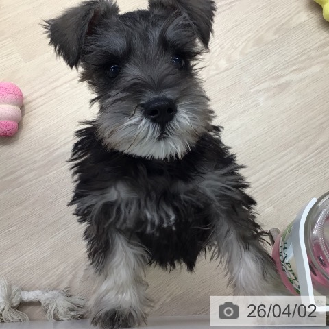 東京都のミニチュアシュナウザー (ペットプラス 多摩平の森店/2026年1月13日生まれ/男の子/ソルトペッパー)の子犬の3枚目の画像