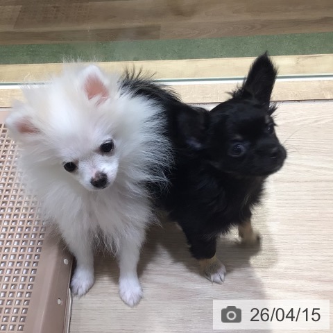 ポメラニアンの写真