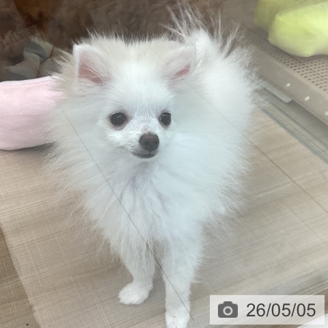 ポメラニアンの写真