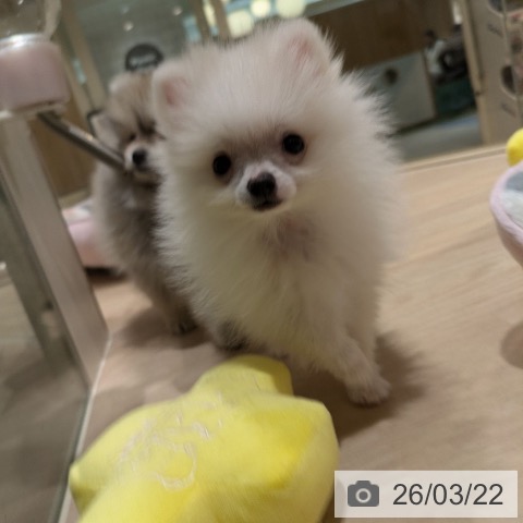 ポメラニアンの写真