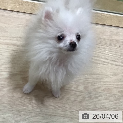ポメラニアンの写真
