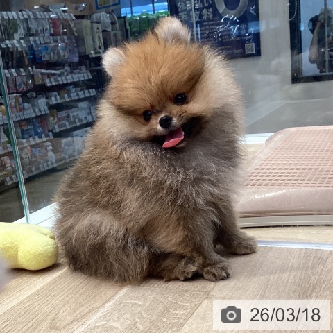 ポメラニアンの写真
