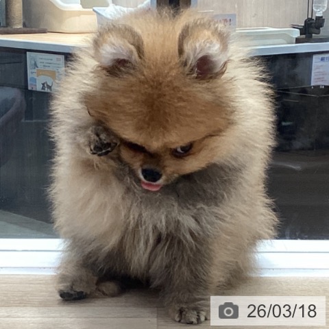 ポメラニアンの写真