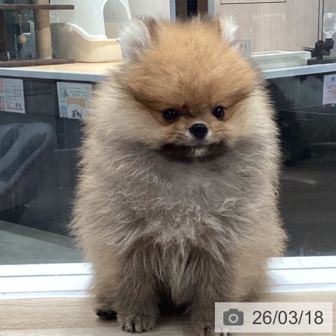 ポメラニアンの写真