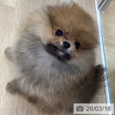 ポメラニアンの写真