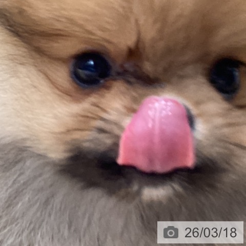 ポメラニアンの写真