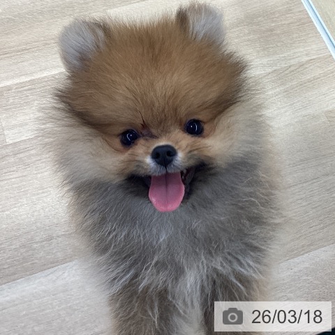 ポメラニアンの写真