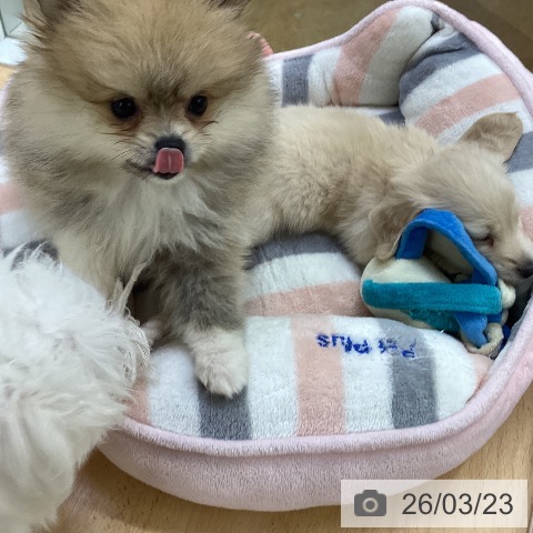 埼玉県のポメラニアン (ペットプラス 羽生店/2026年1月12日生まれ/女の子/オレンジ)の子犬の3枚目の画像