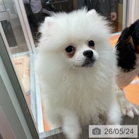 ポメラニアンの写真
