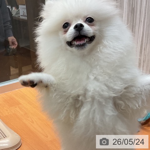 ポメラニアンの写真