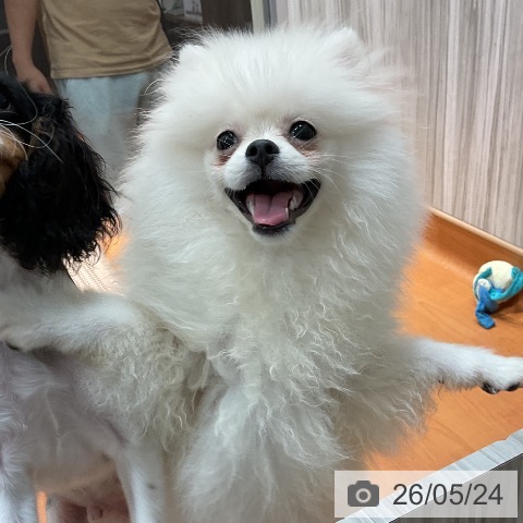 ポメラニアンの写真