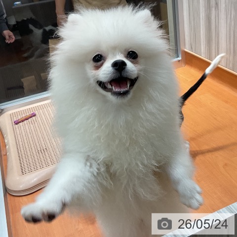 ポメラニアンの写真